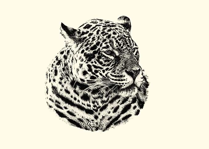 Jaguar portrait