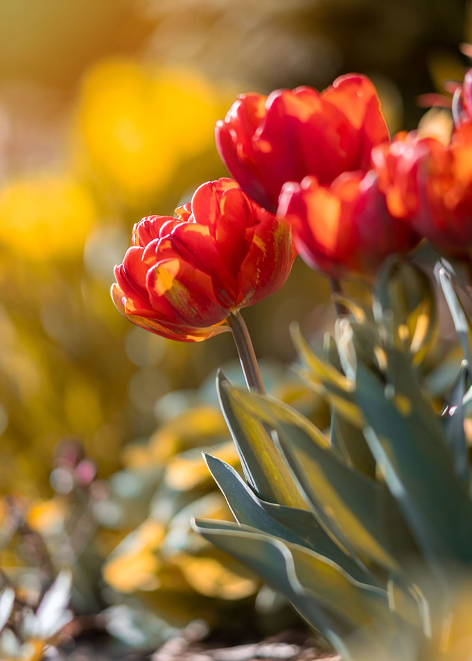 Red orange tulip flowers