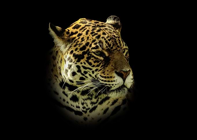 Jaguar portrait