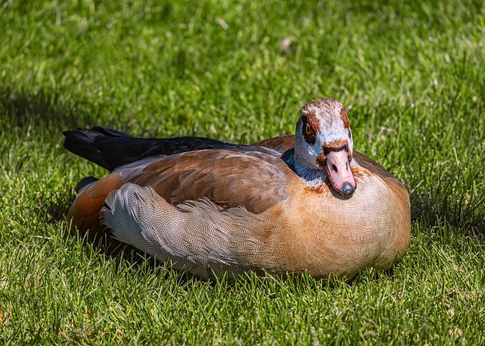 Egyptian Goose