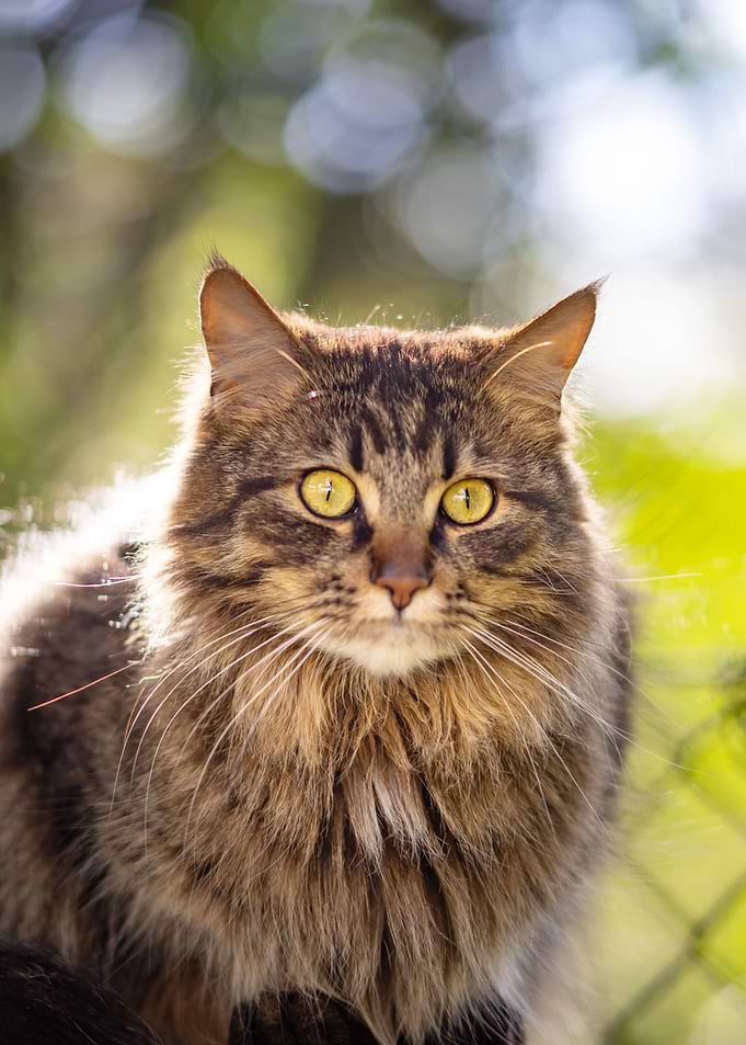 Cat with green eyes