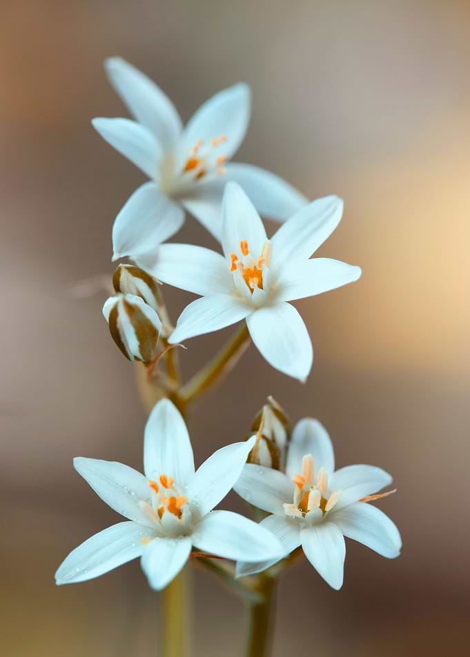 Spring flowers
