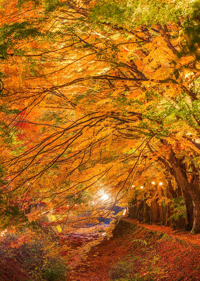 Maple Lake Kawaguchi
