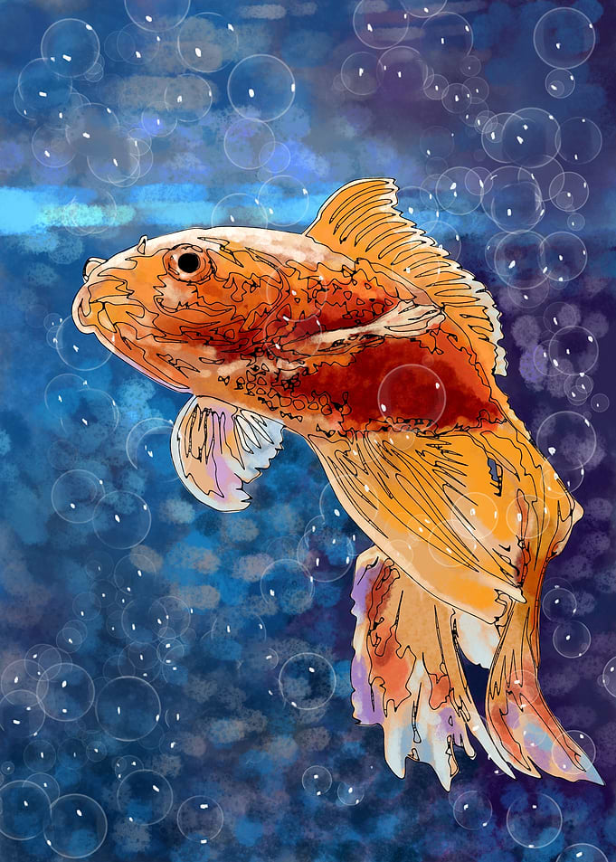 aquarium fish 3