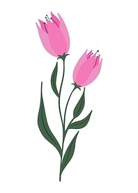 PINK ROSE