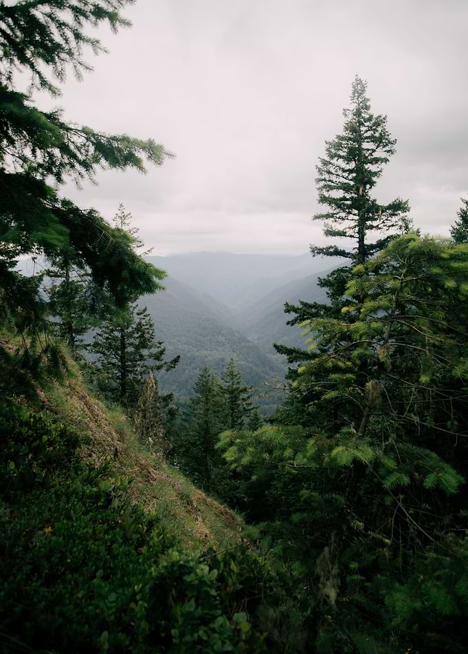 Oregon Forest