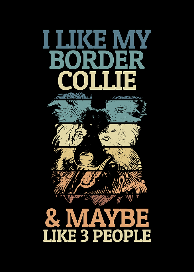 Charming Border Collie