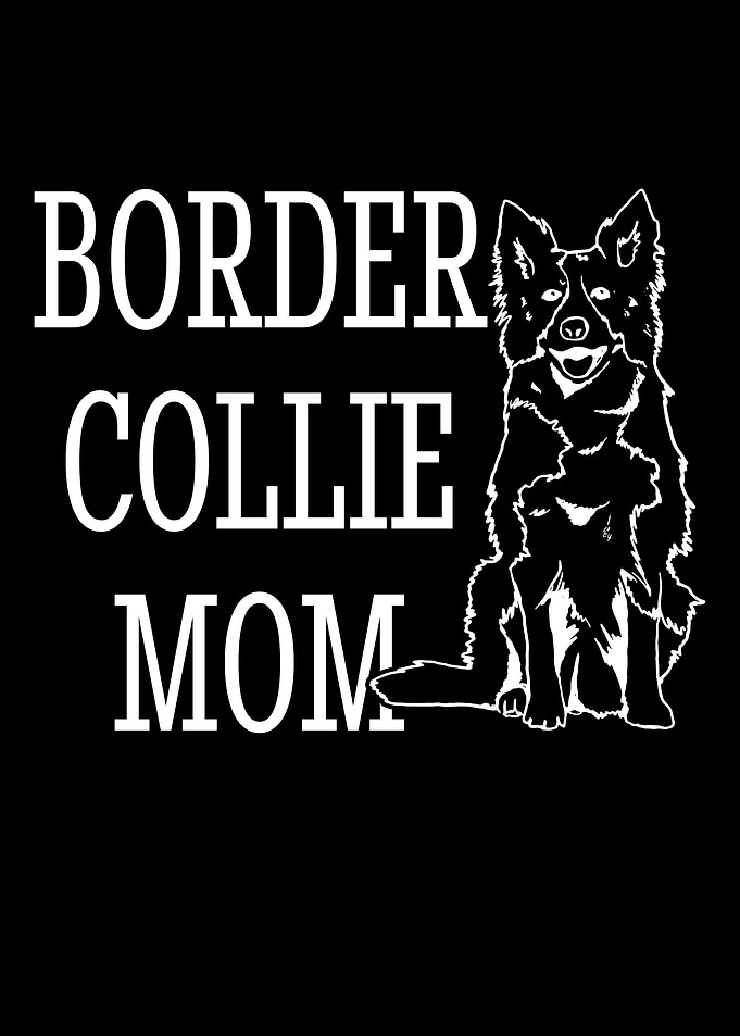 Unique Border Collie Dog