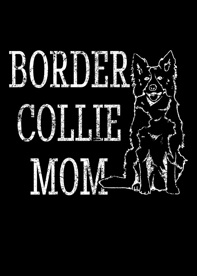 Unique Border Collie