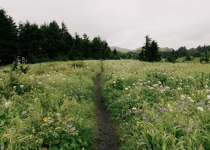 Wildflower Forest Trail
