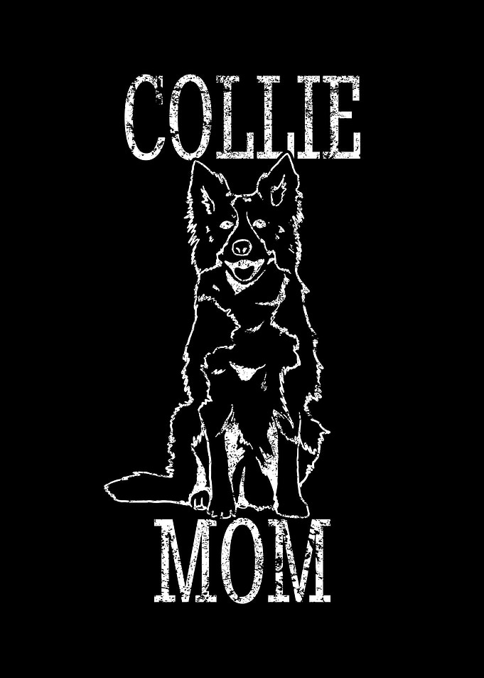 Unique Border Collie