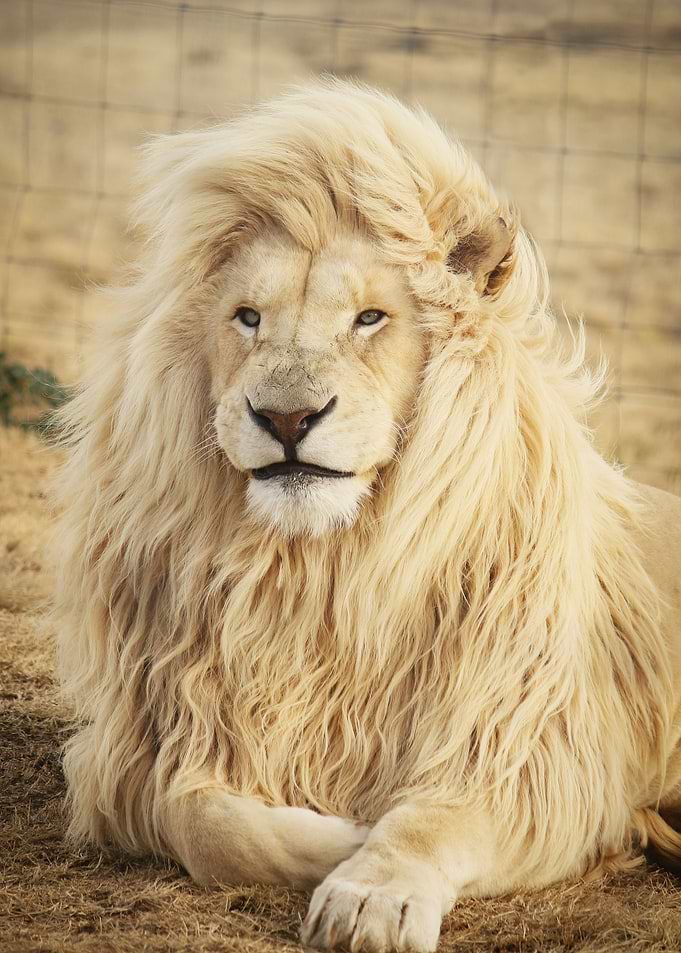 lion