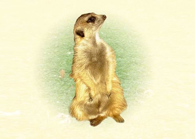 Meerkat