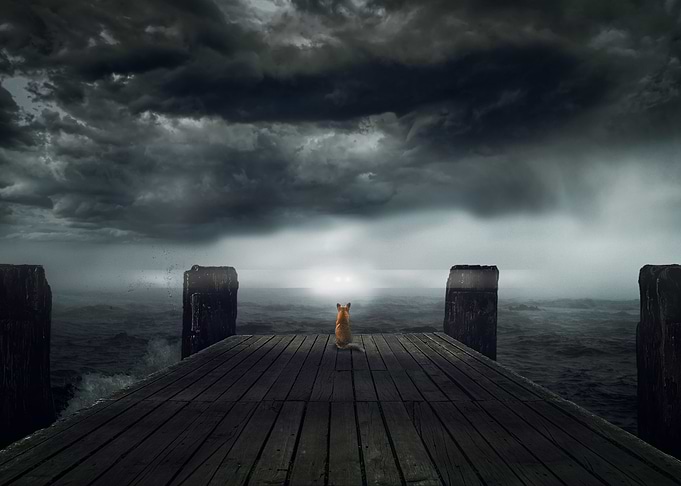 Fox Dock