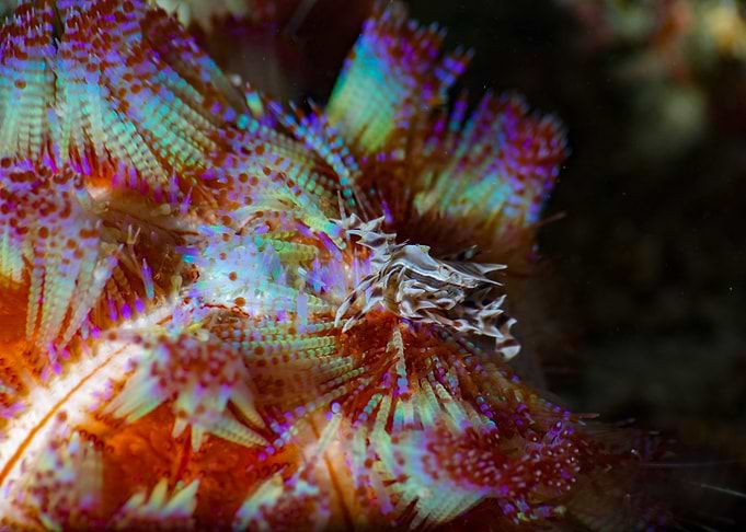 Zebra crab on Fire urchin