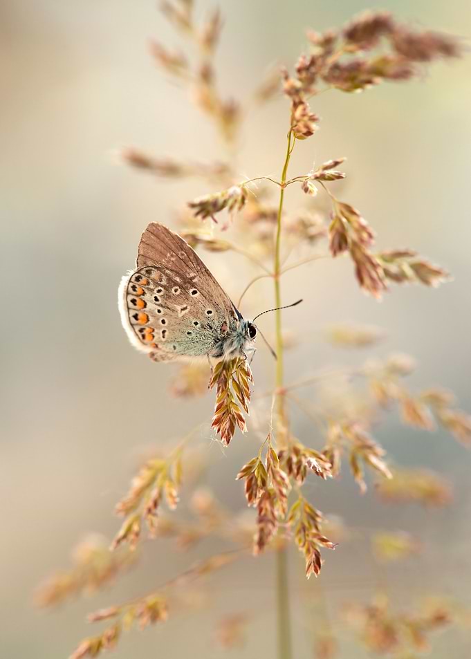 Summer butterfly