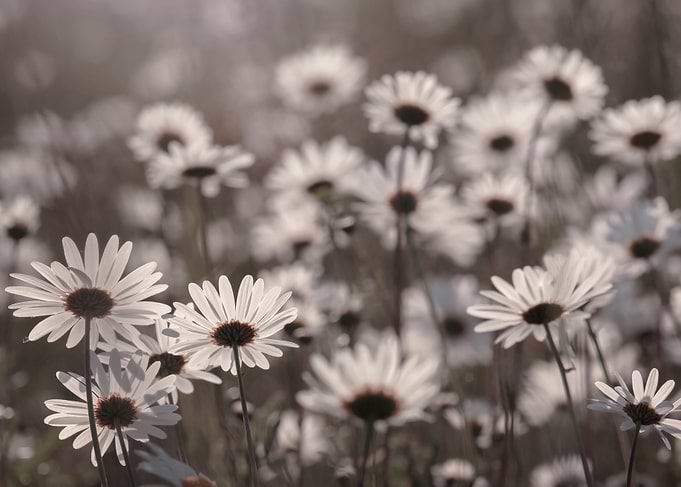 Meadow