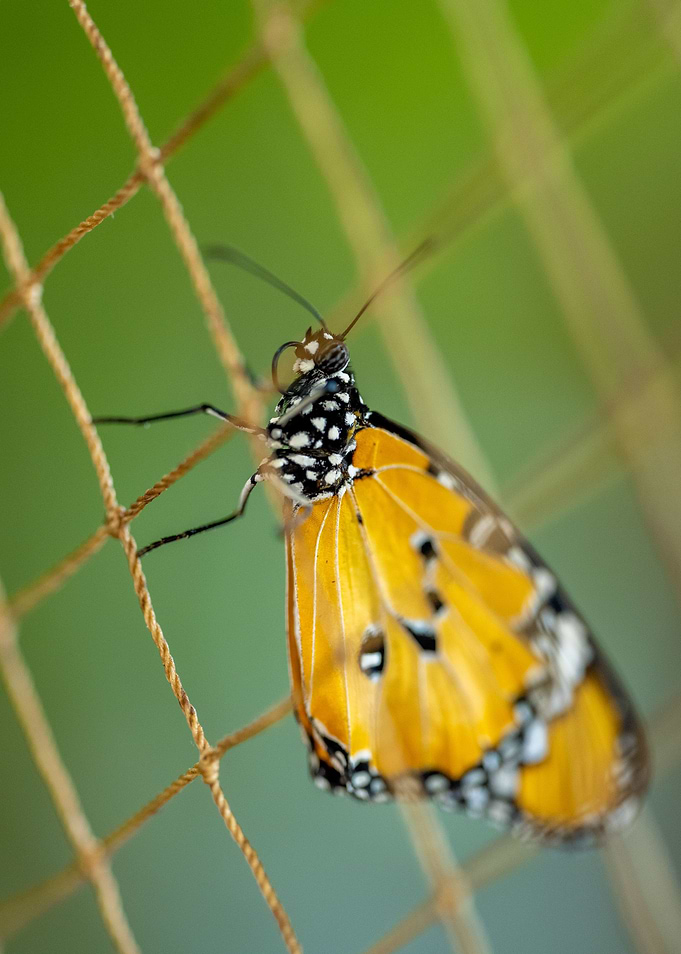 Lovely Butterfly