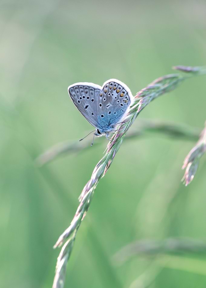 Spring butterfly