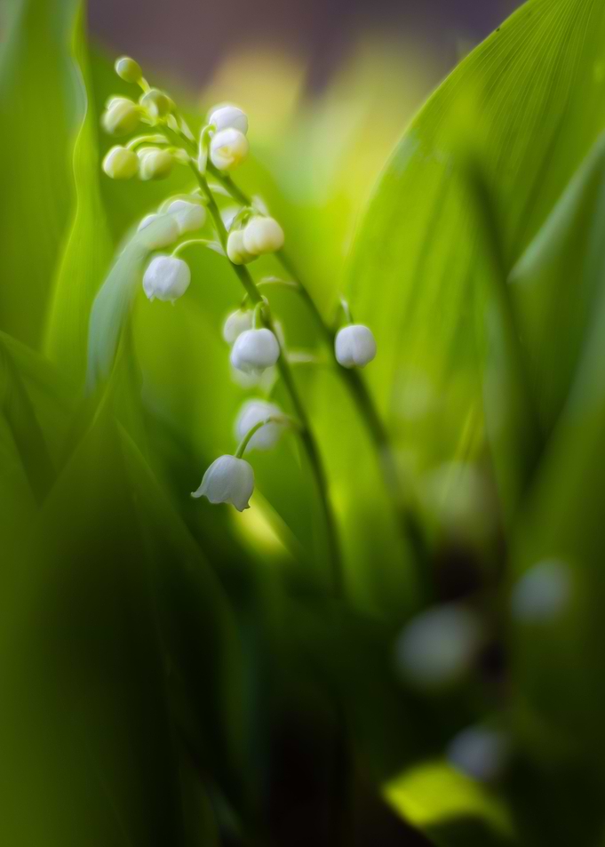 White flowers wild lily