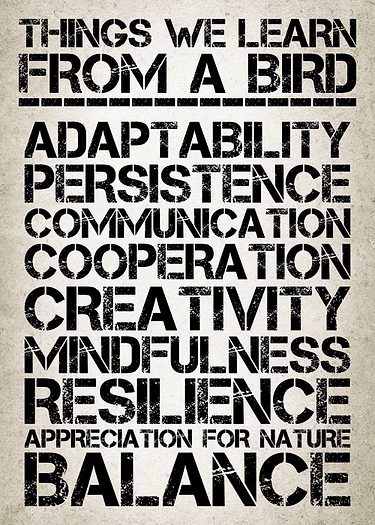 Life Lessons From Birds