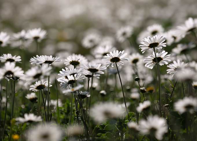 Spring meadow