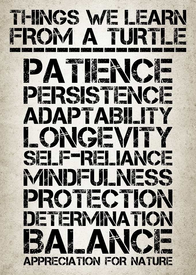 Life Lessons From Turtles