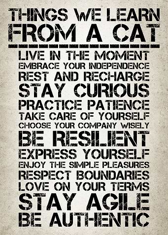 Life Lessons From Cats