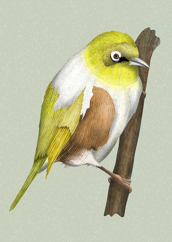 Silvereye waxeye tauhou