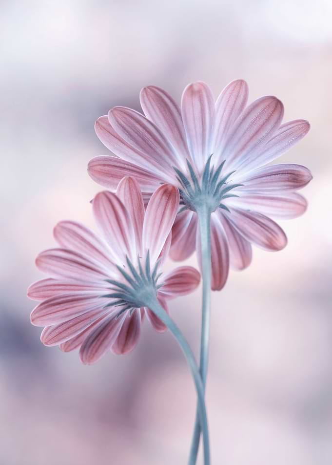 Pink flowers