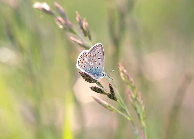 Spring butterfly