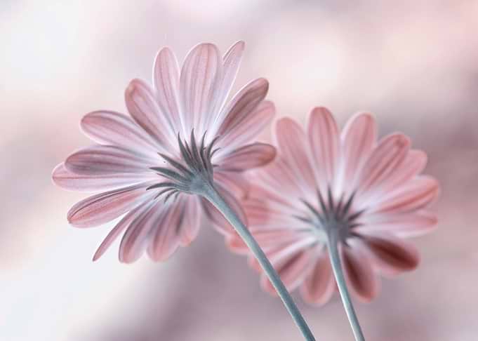 Pink flowers