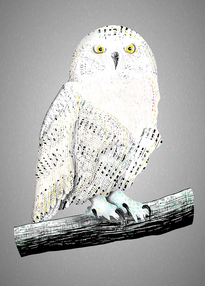 Snowy owl