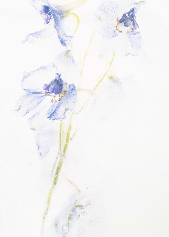 Delphinium in ice 1