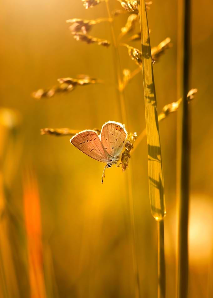 Spring butterfly