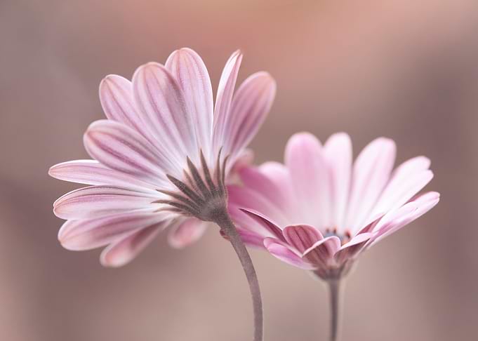 Pink flowers