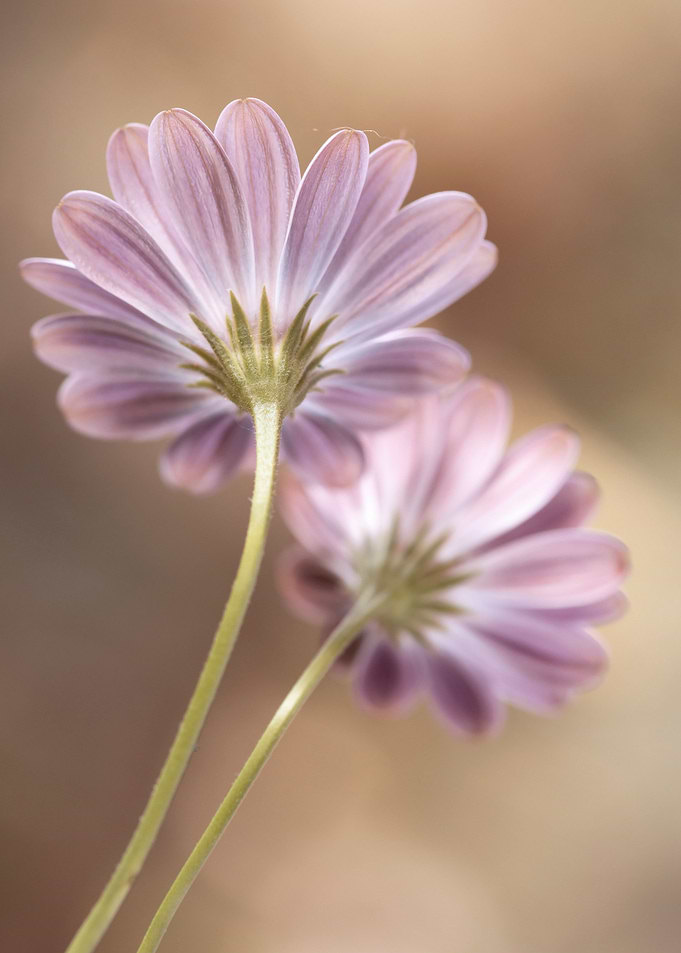 Pink flowers