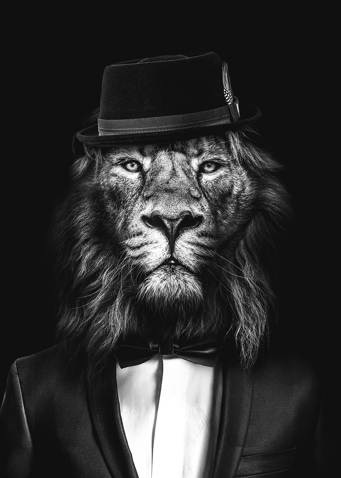 Classy Lion No3