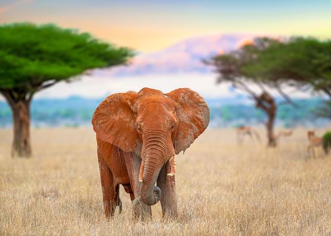 Elephant