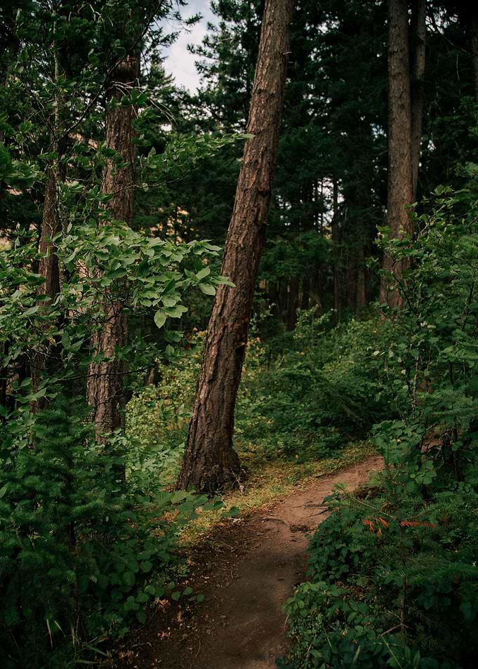 A Walk in the Woods