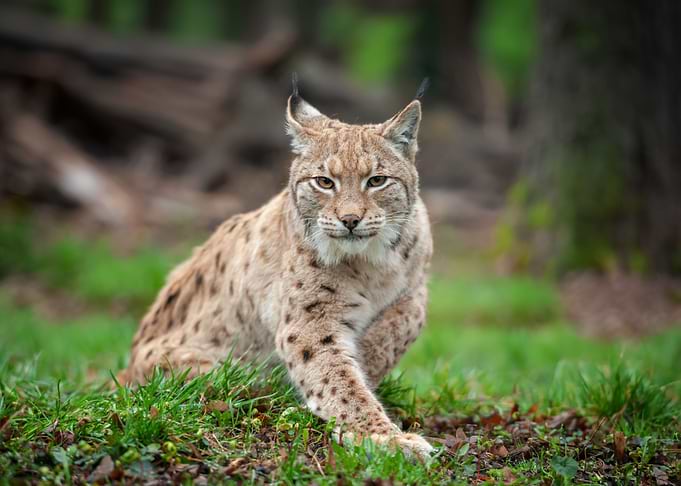 Lynx