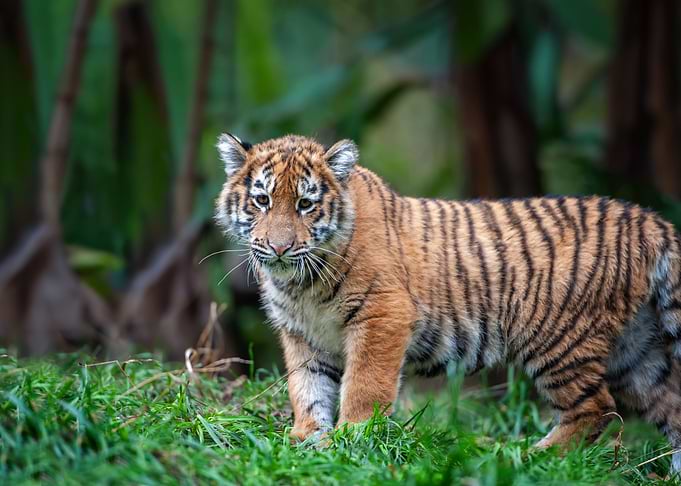 Tiger cub