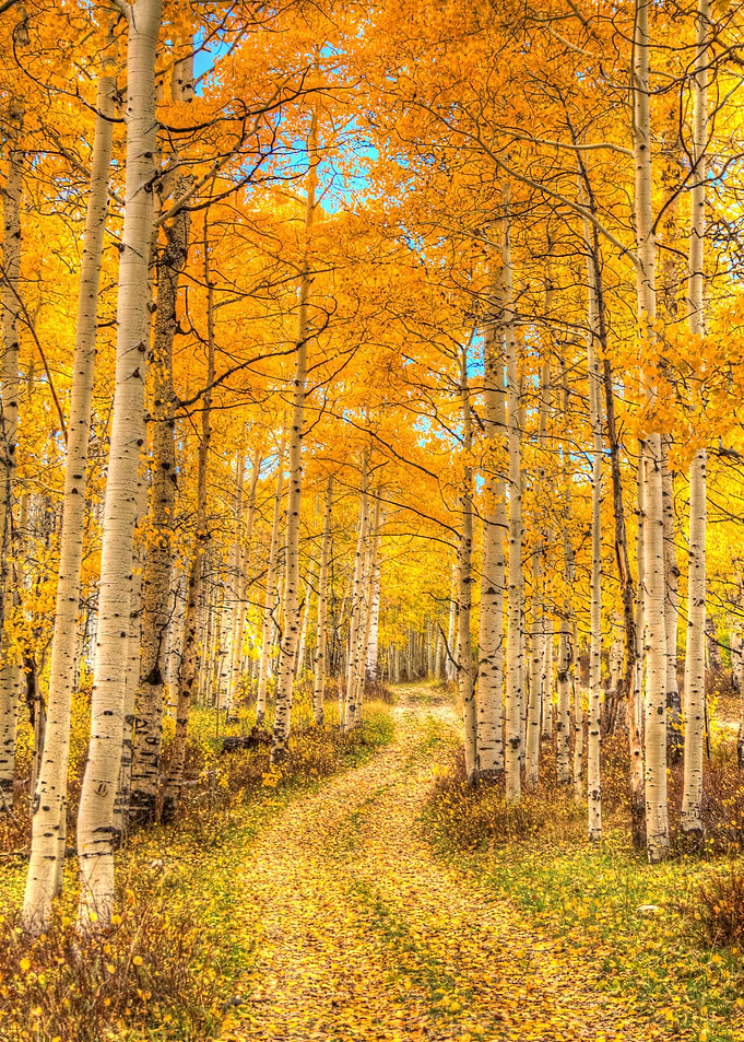 Aspen Pathways