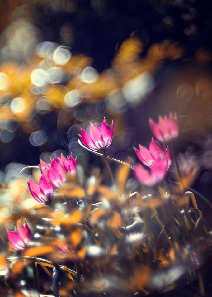 Pink botany tulip flowers