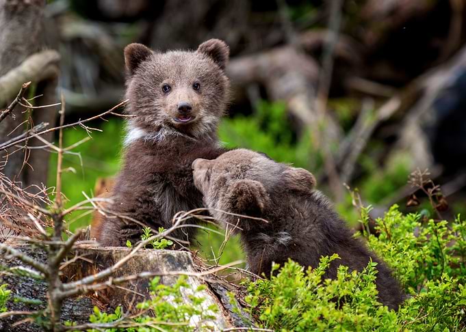 Bear cubs