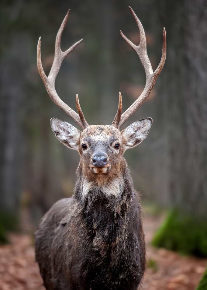 Deer
