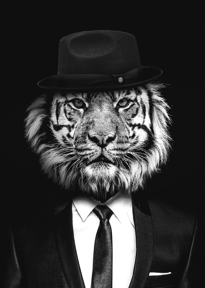 Classy Tiger No3