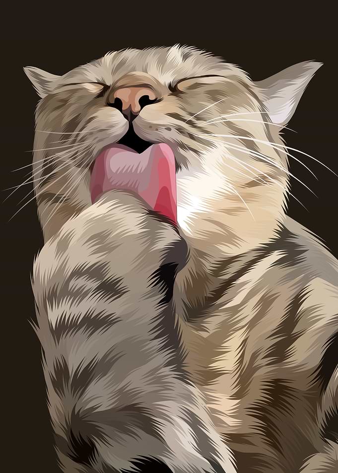 Cute Cat Licked his Tail