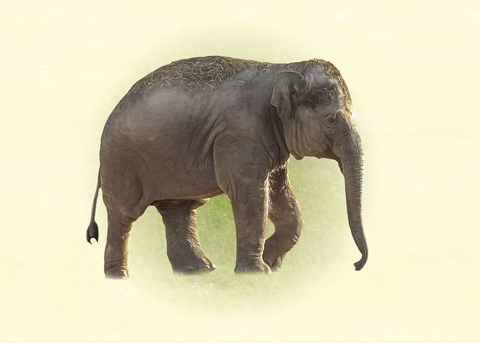 Baby elephant