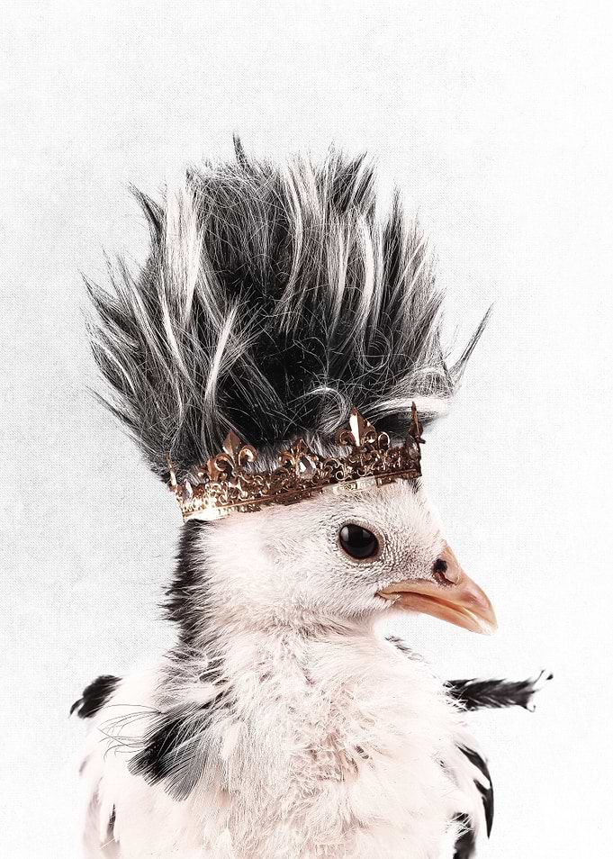 Little Chick
